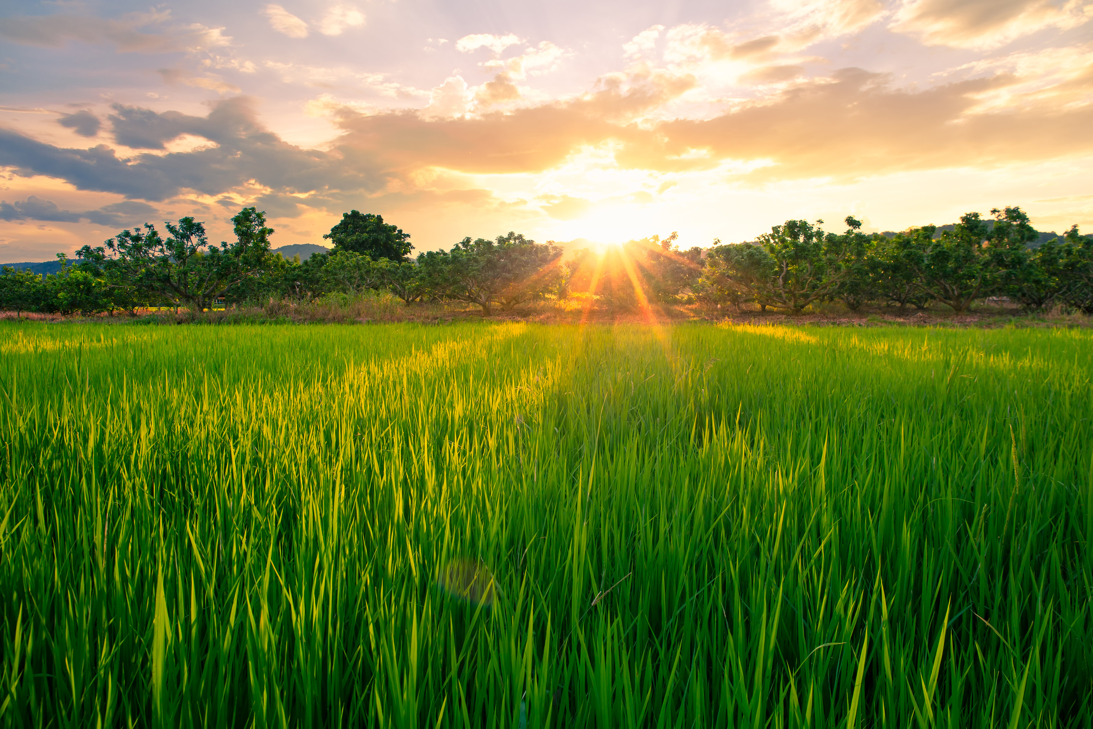 rice field sunset